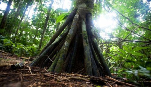 Ученых поразили "ходячие" деревья из жарких тропиков
