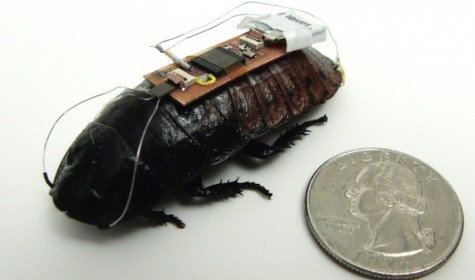 Ученые совершенствуют технологию тараканов-роботов