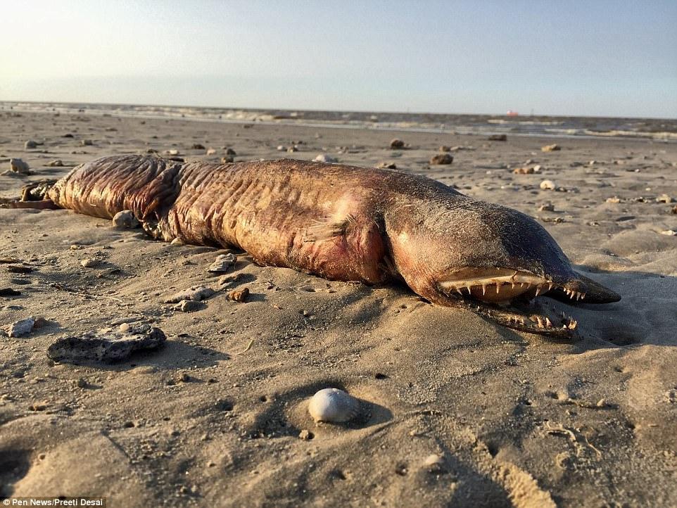 На пляже Техаса обнаружили загадочного монстра
