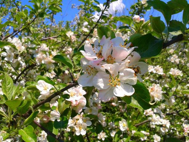 Уникальная двухсотлетняя яблоня-колония в Сумской области