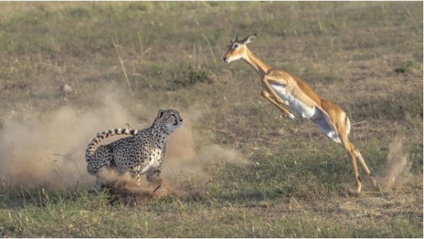 Впечатляющие кадры охоты гепарда на импалу