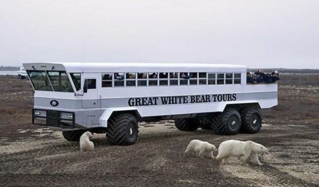 Отель на колесах для путешествий среди голодных белых медведей