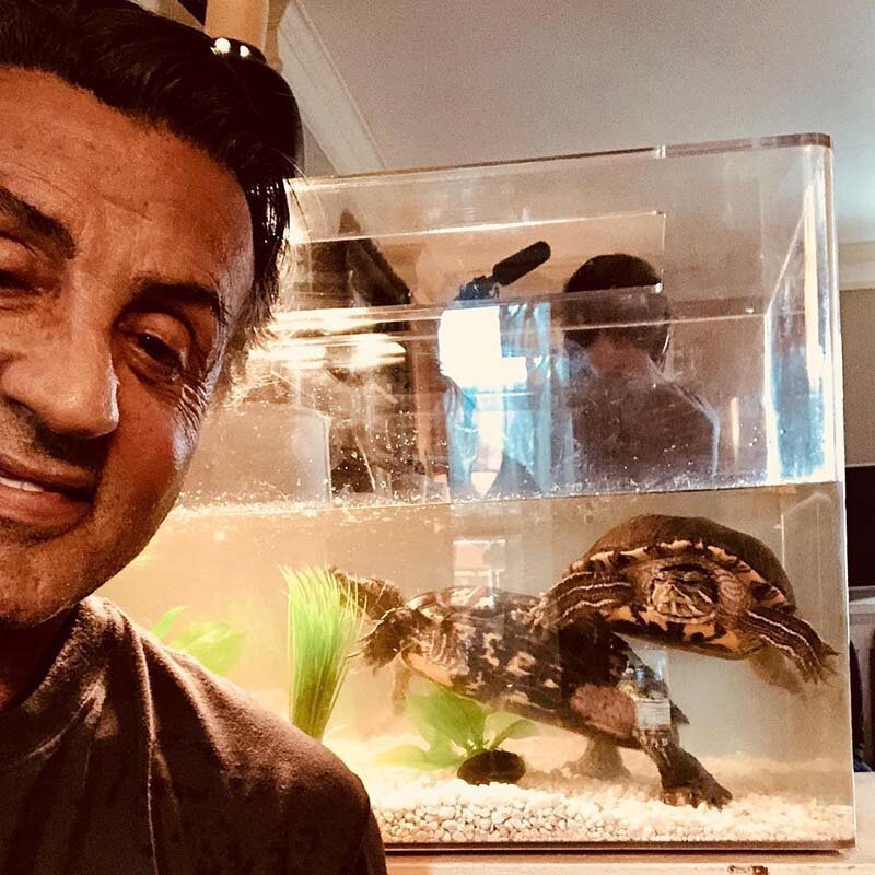 Старые друзья: Сильвестр Сталлоне и две черепахи из фильма «Рокки» встретились спустя более 40 лет