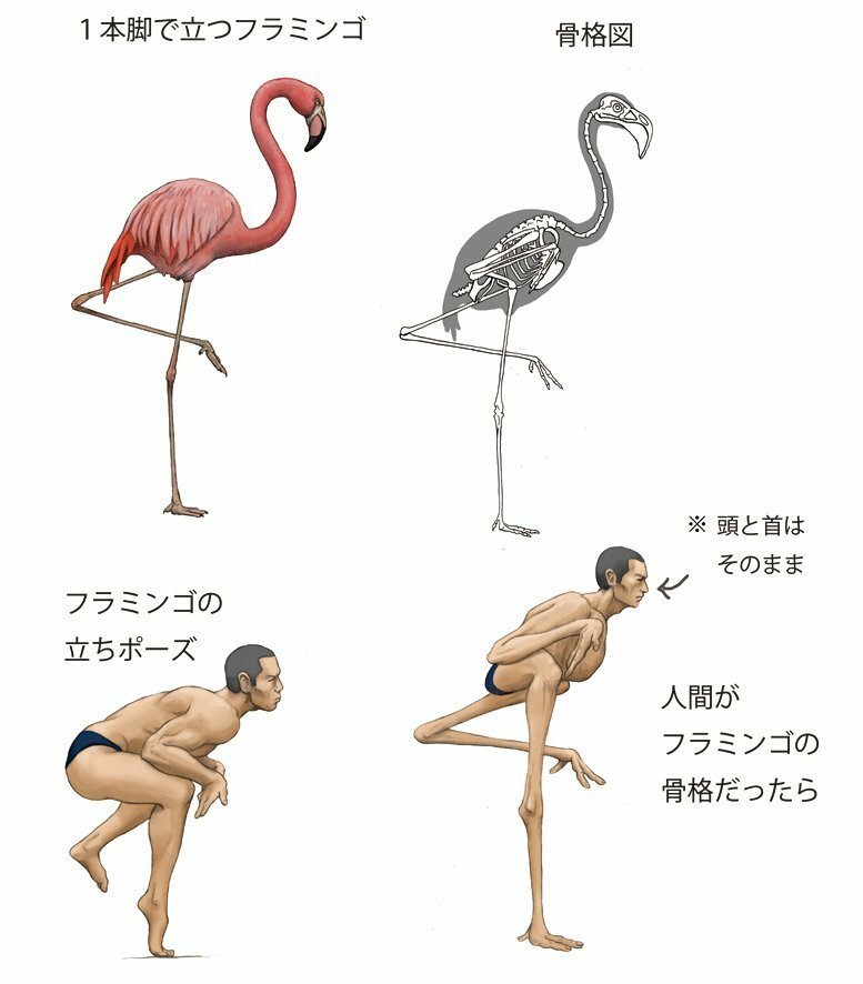 Японец представляет, как выглядели бы люди, будь они похожи на животных, и показывает это в рисунках